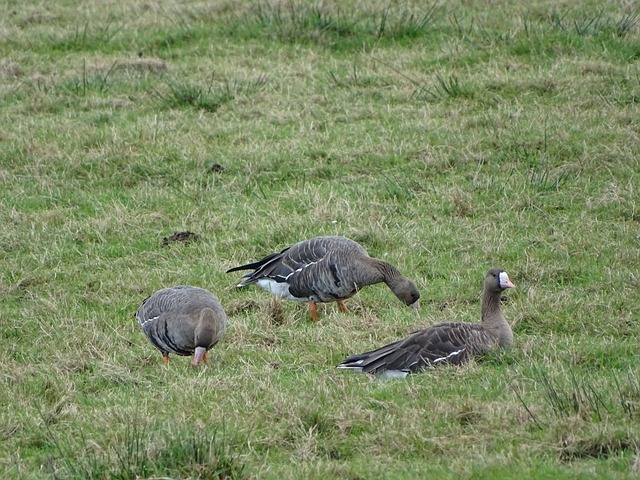 包机的使用 包机的使用